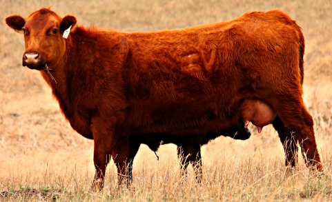 red cow and calf 3